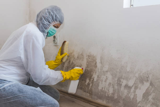 Best Mold Damage Restoration  in Burns Flat, OK