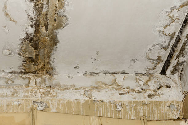 Best Asbestos and Lead Testing During Mold Inspection  in Burns Flat, OK