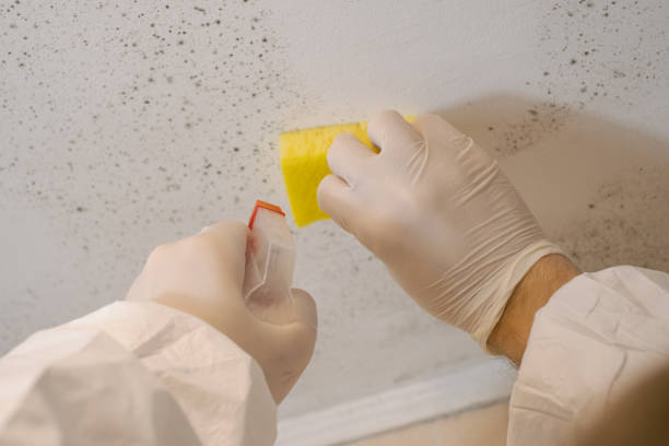 Best Forensic Mold Investigation  in Burns Flat, OK