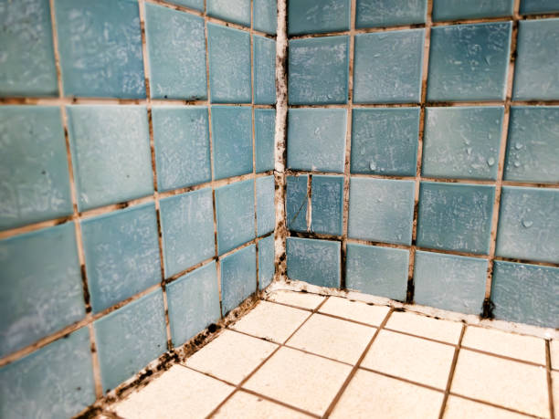  Burns Flat, OK Mold Removal Pros
