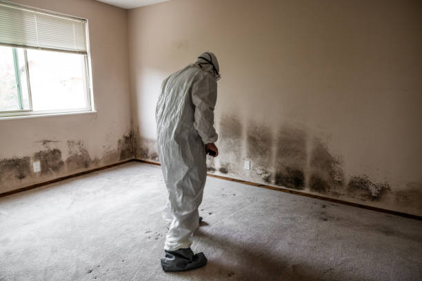 Best Post-Construction Mold Inspection  in Burns Flat, OK