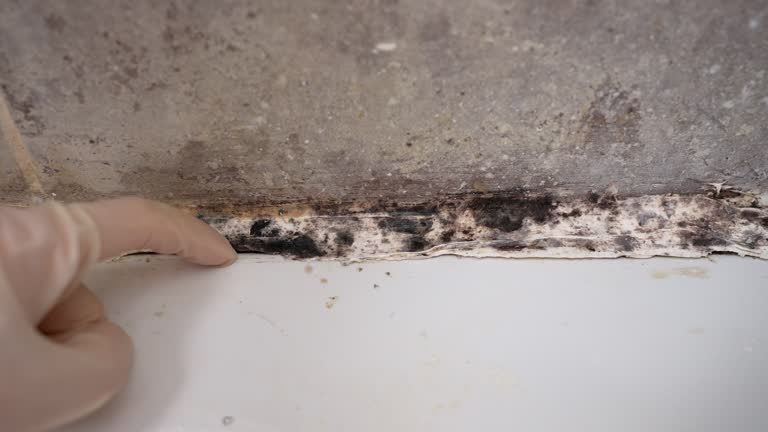 Best Crawl Space Mold Remediation  in Burns Flat, OK